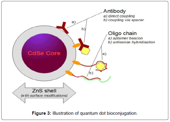 biosensors-journal-Illustration-quantum-do-bioconjugation