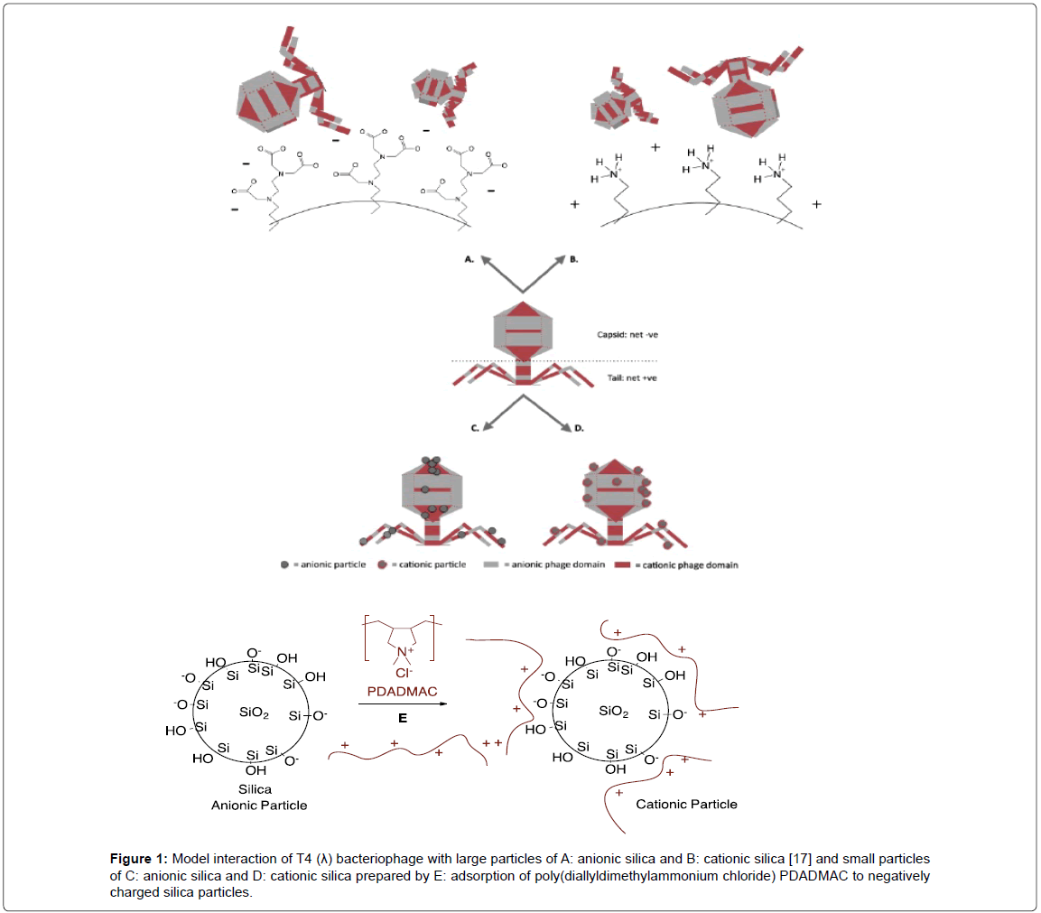 biosensors-journal-Model-interaction-bacteriophage