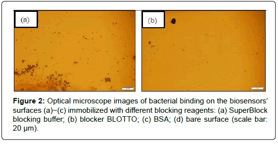 biosensors-journal-Optical-microscope-bacterial-binding