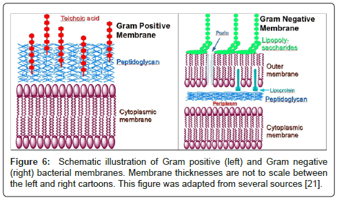 biosensors-journal-Schematic-illustration