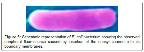 biosensors-journal-Schematic-representation
