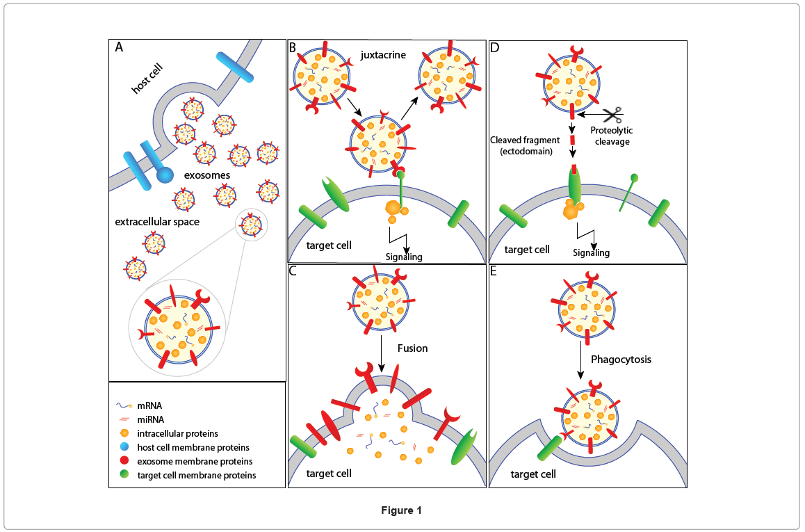 biotechnology-biomaterials