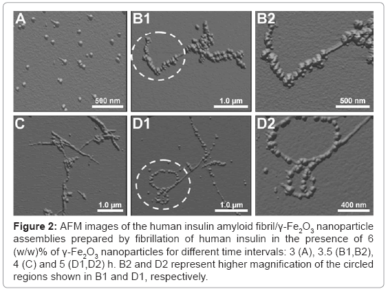 biotechnology-biomaterials-AFM-images