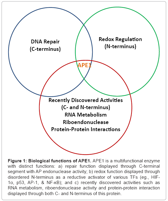 biotechnology-biomaterials-APE1