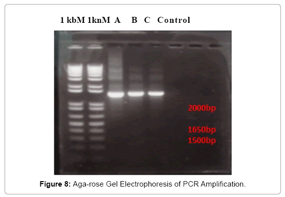 biotechnology-biomaterials-Aga-rose