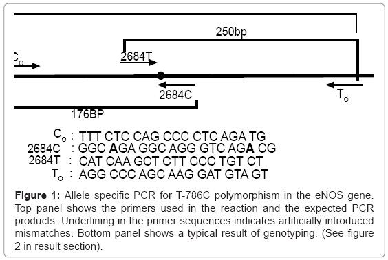 biotechnology-biomaterials-Allele-specific-PCR