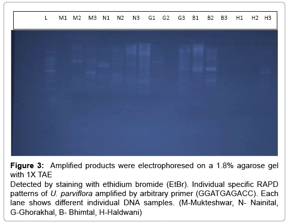 biotechnology-biomaterials-Amplified-products