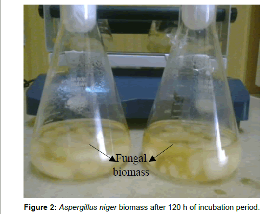 biotechnology-biomaterials-Aspergillus-niger
