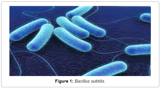 biotechnology-biomaterials-Bacillus-subtilis