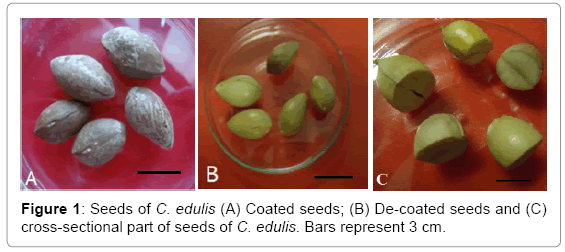 biotechnology-biomaterials-Coated-seeds