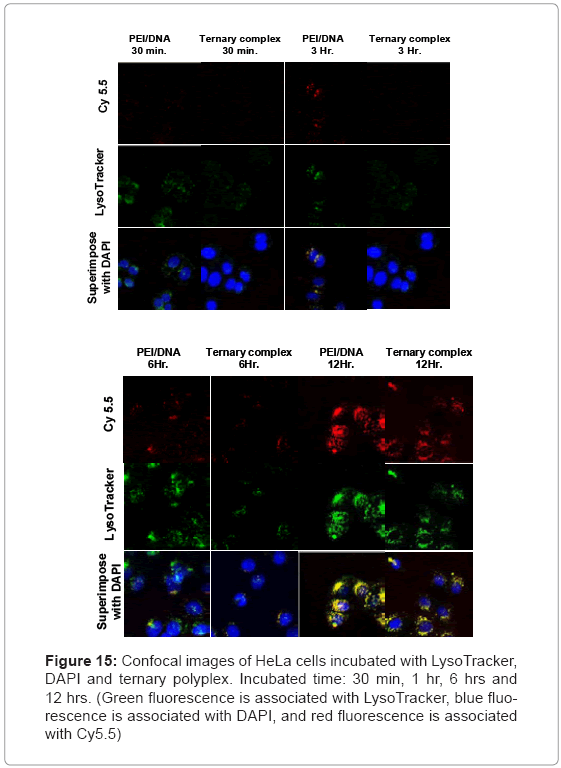 biotechnology-biomaterials-Confocal-images