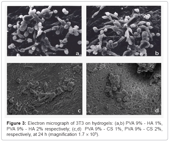 biotechnology-biomaterials-Electron-micrograph
