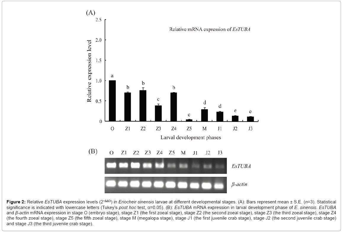 biotechnology-biomaterials-Eriocheir-sinensis