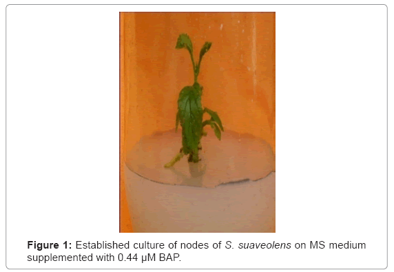 biotechnology-biomaterials-Established-culture