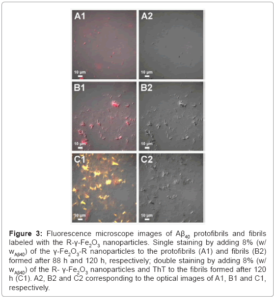 biotechnology-biomaterials-Fluorescence-microscope