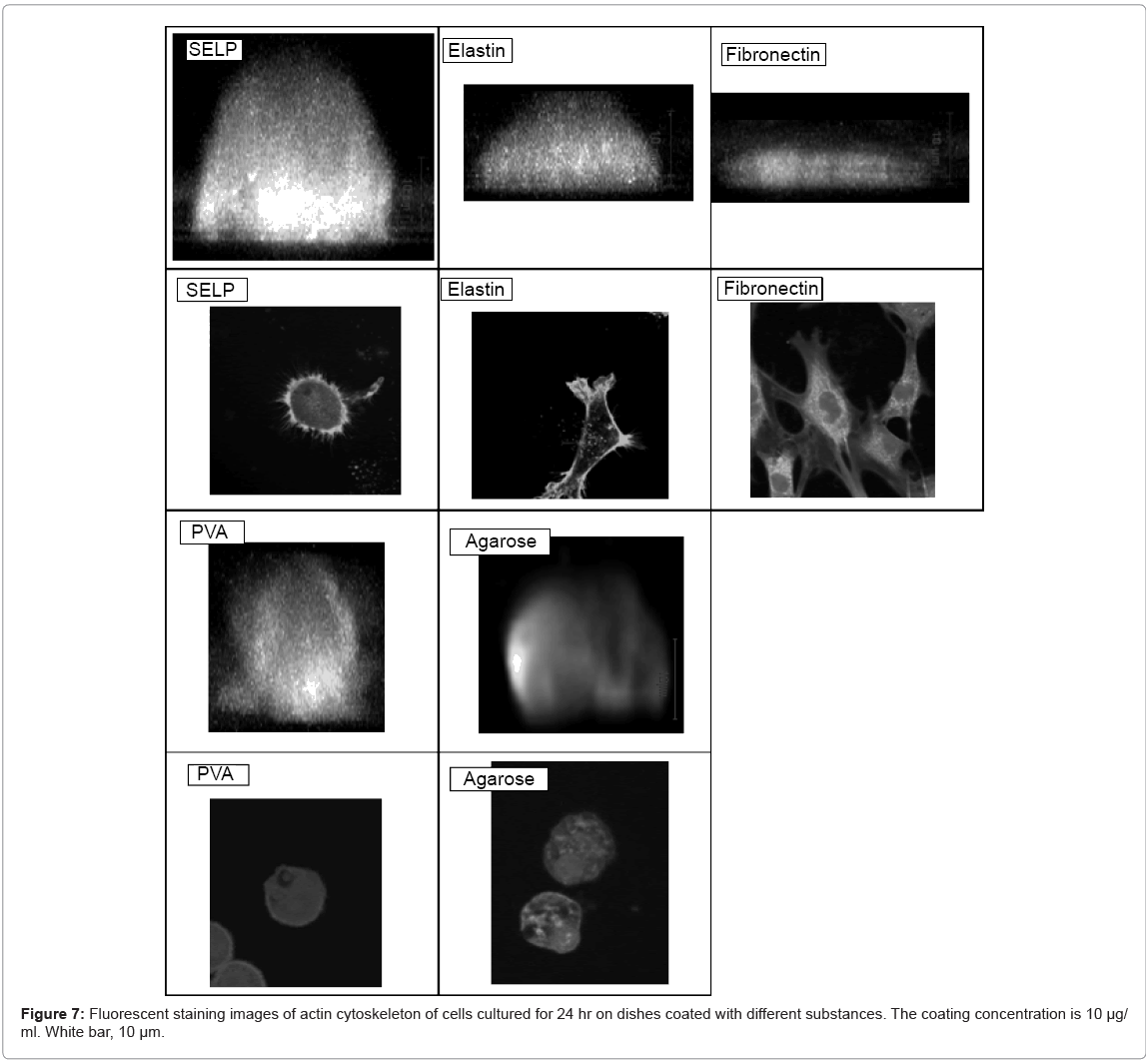 biotechnology-biomaterials-Fluorescent
