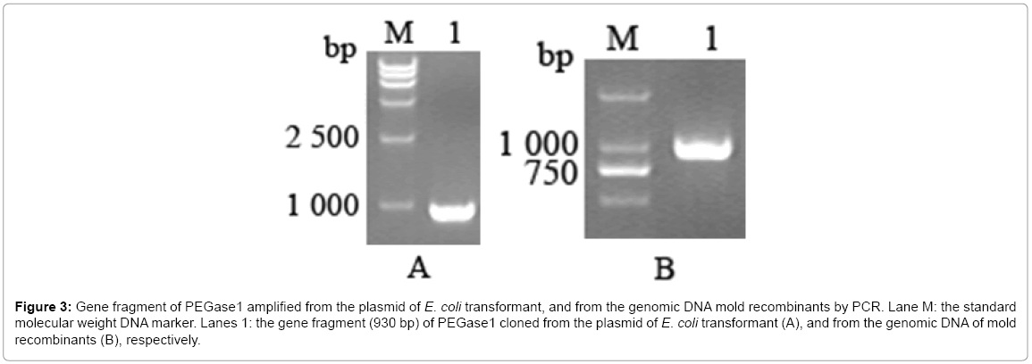 biotechnology-biomaterials-Gene-fragment