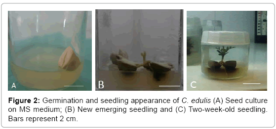 biotechnology-biomaterials-Germination-seedling
