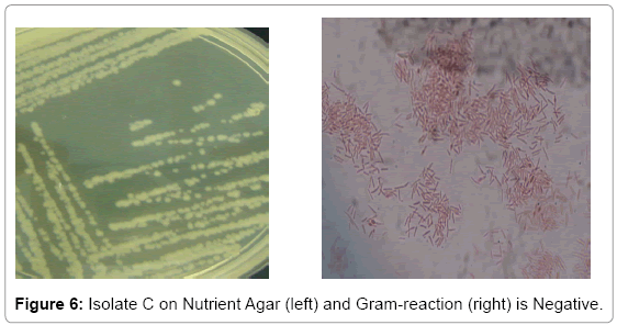 biotechnology-biomaterials-Gram-reaction