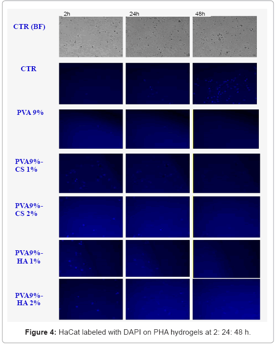 biotechnology-biomaterials-HaCat-labeled