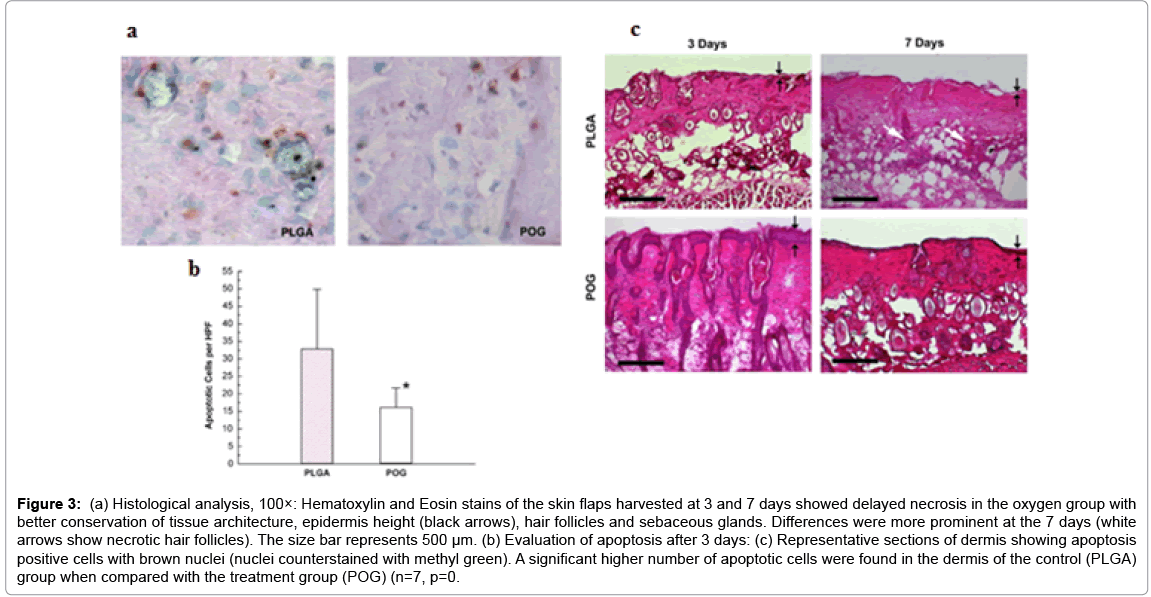 biotechnology-biomaterials-Hematoxylin-Eosin