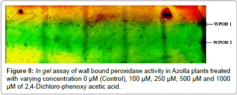 biotechnology-biomaterials-In-gel-assay-wall-bound