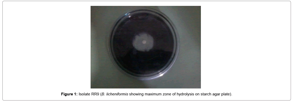 biotechnology-biomaterials-Isolate-RR9