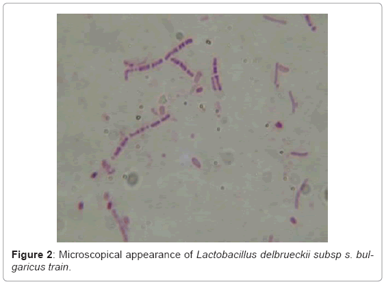 biotechnology-biomaterials-Lactobacillus-delbrueckii