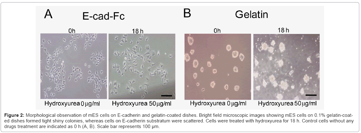 biotechnology-biomaterials-Morphological-observation