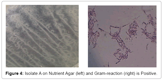 biotechnology-biomaterials-Nutrient-Agar