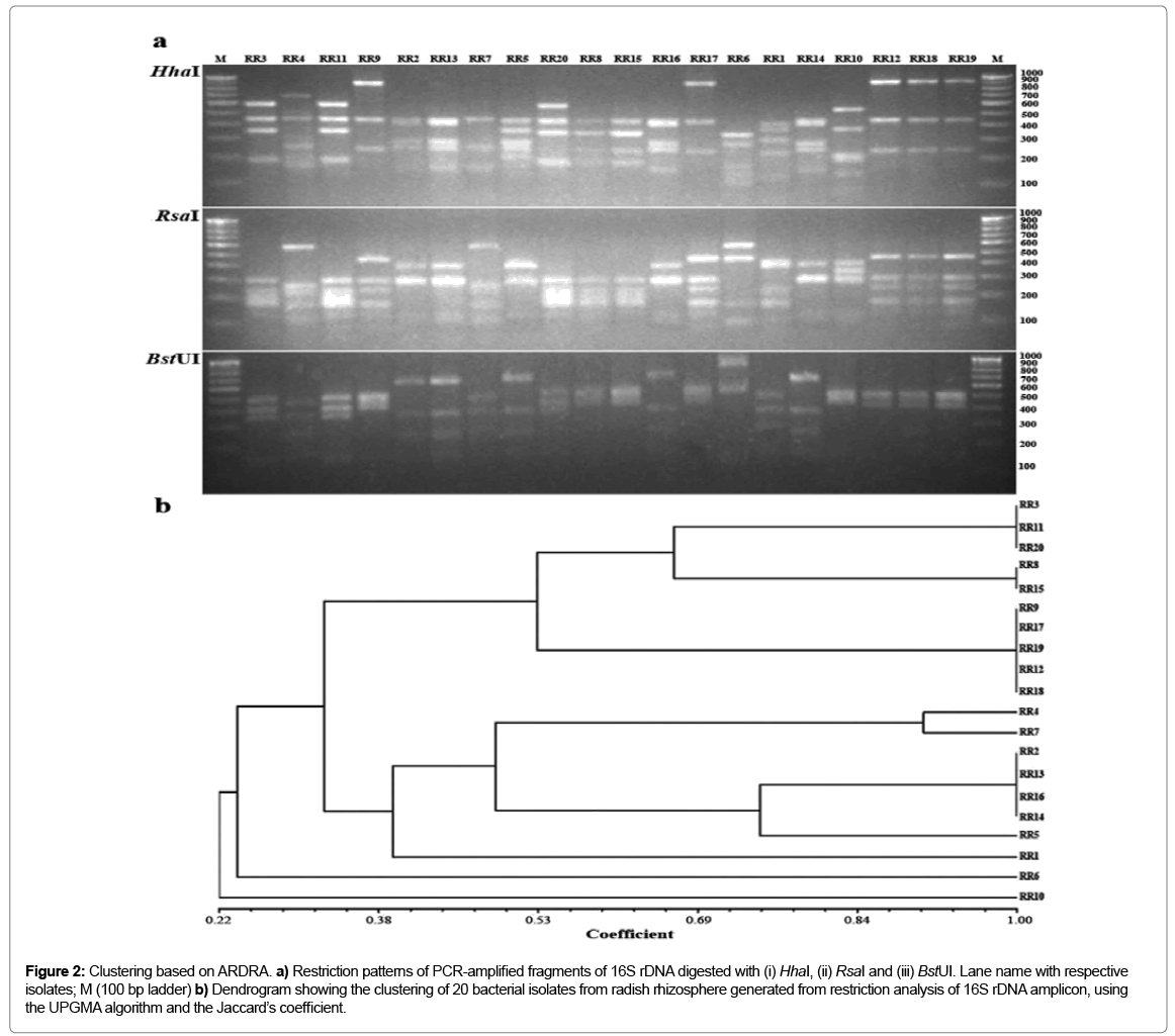 biotechnology-biomaterials-PCR-amplified