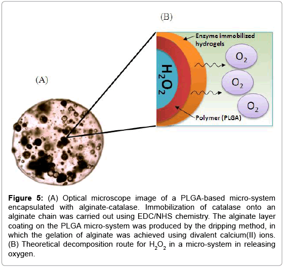 biotechnology-biomaterials-PLGA-based