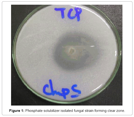 biotechnology-biomaterials-Phosphate-solubilizer