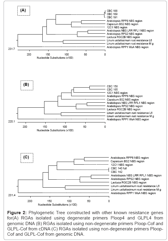 biotechnology-biomaterials-Phylogenetic-Tree