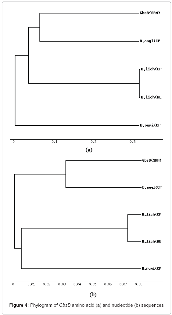 biotechnology-biomaterials-Phylogram-GbsB