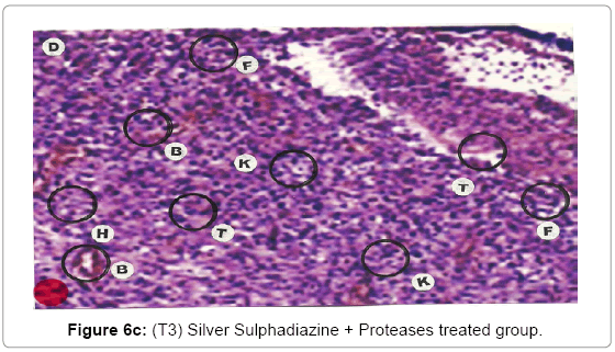 biotechnology-biomaterials-Proteases-treated