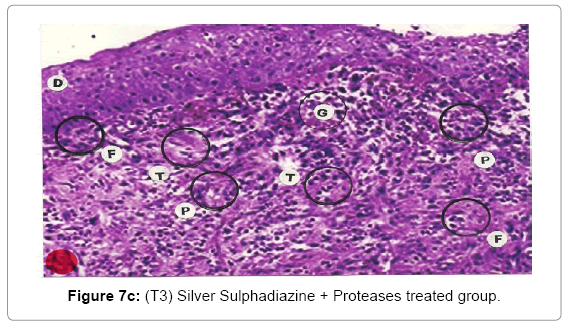 biotechnology-biomaterials-Proteases-treated-group