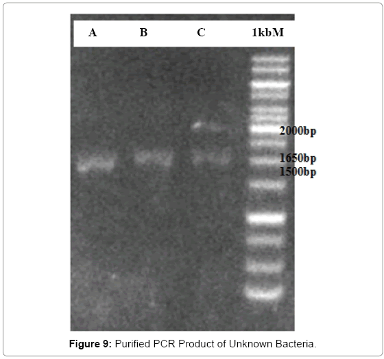 biotechnology-biomaterials-Purified-PCR