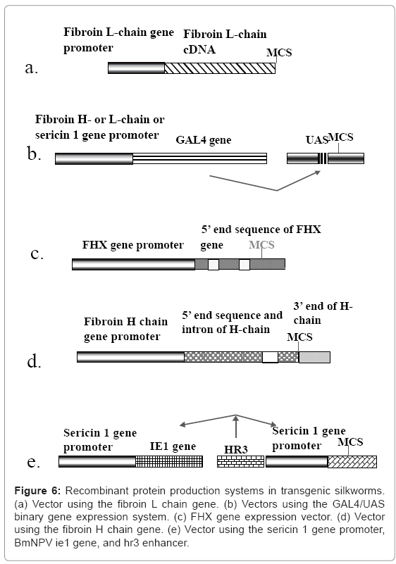 biotechnology-biomaterials-Recombinant-protein