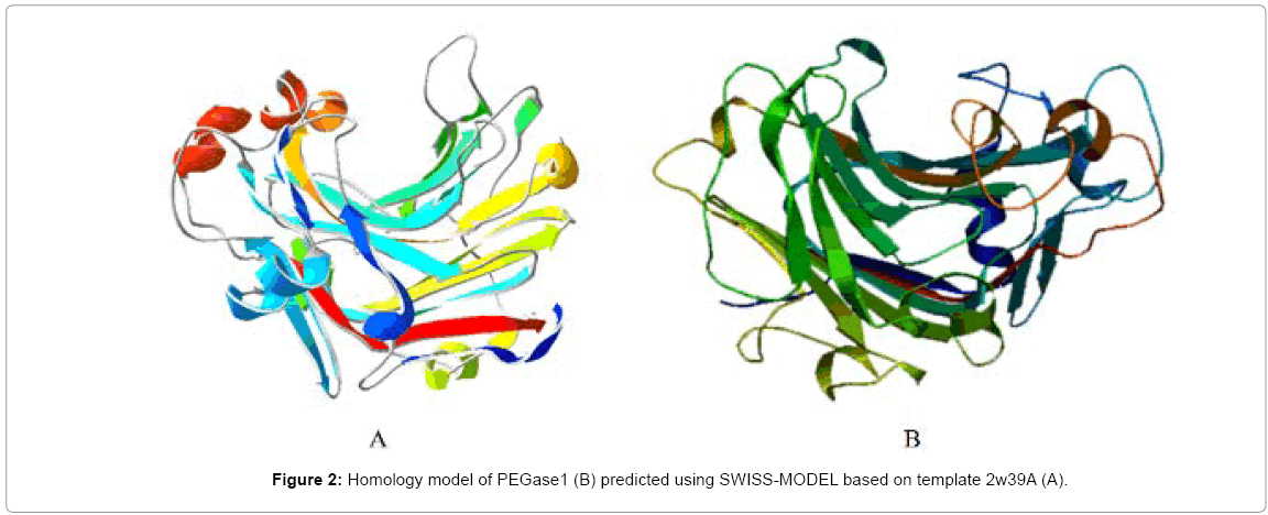 biotechnology-biomaterials-SWISS-MODEL