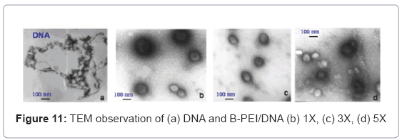 biotechnology-biomaterials-TEM-observation