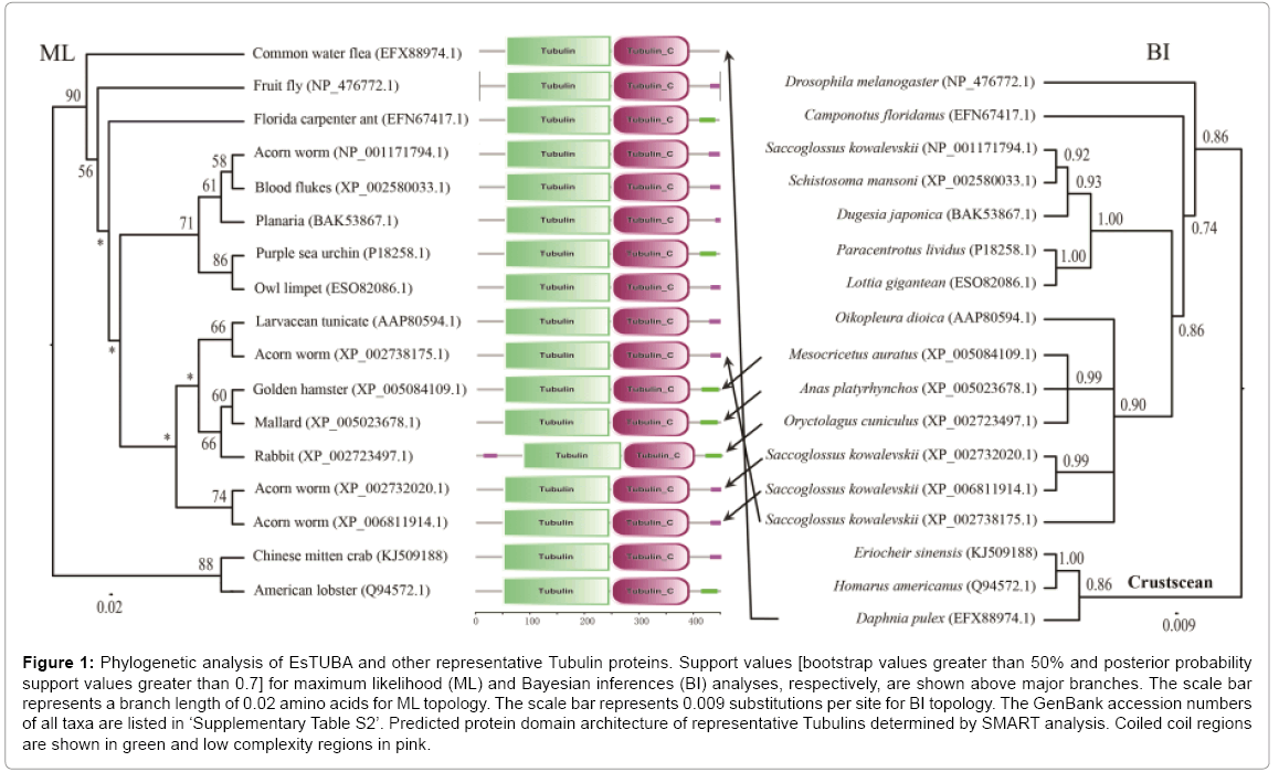 biotechnology-biomaterials-Tubulin-proteins