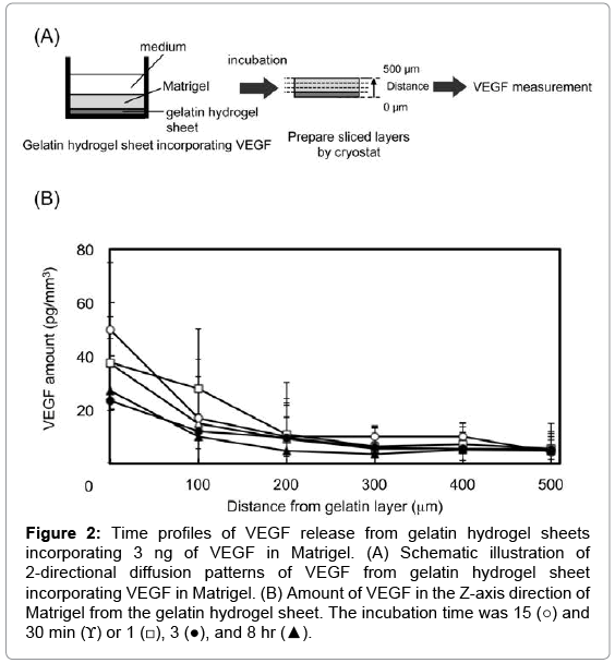 biotechnology-biomaterials-VEGF-release