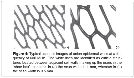 biotechnology-biomaterials-acoustic-images