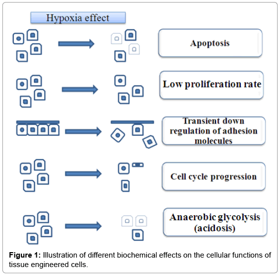 biotechnology-biomaterials-biochemical-effects