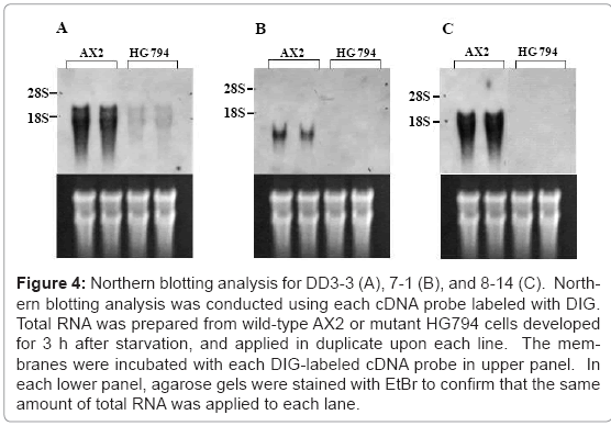 biotechnology-biomaterials-cDNA-probe