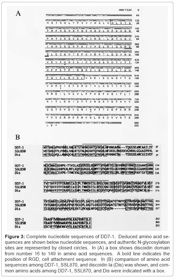 biotechnology-biomaterials-cell-attachment