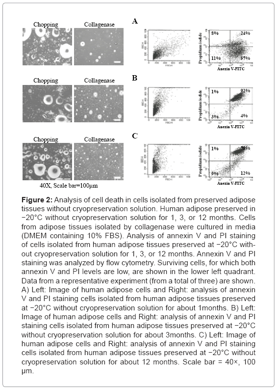 biotechnology-biomaterials-cell-death
