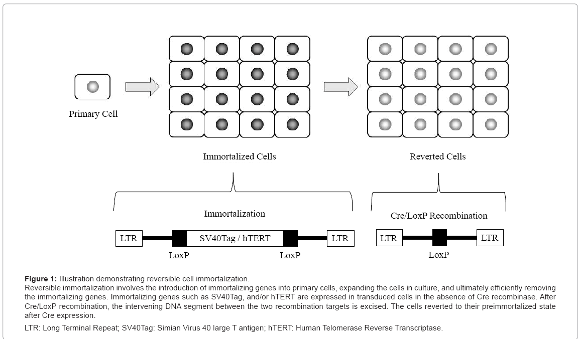 biotechnology-biomaterials-cell-immortalization