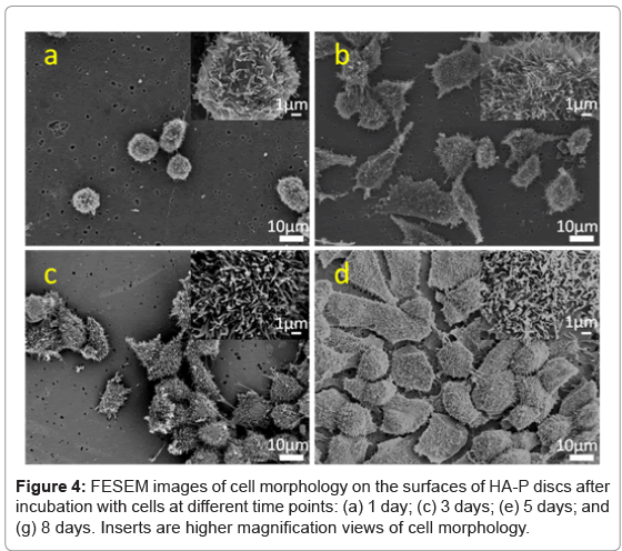 biotechnology-biomaterials-cell-morphology